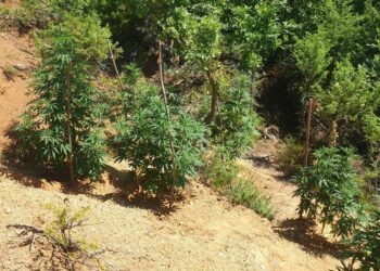 U kap në flagrancë duke vaditur bimët e dyshuara narkotike, arrestohet 53-vjeçari