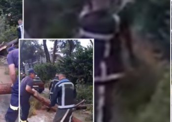 VIDEO/ ‘Çmendet’ moti, bën namin në Divjakë, rrëzon pemët në rrugë dhe…