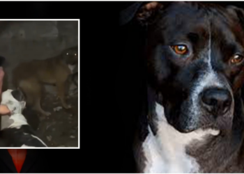 VIDEO/ Një tjetër krim ndaj kafshës më besnike, i riu i vërsul Pit Bullin një qeni endacak