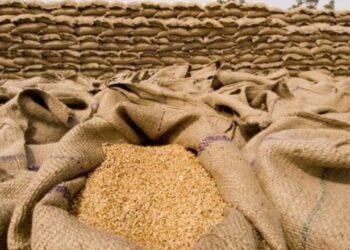 Në shtator nisin aplikimet për fermerët! Kusht kryesor, fatura e farës së grurit