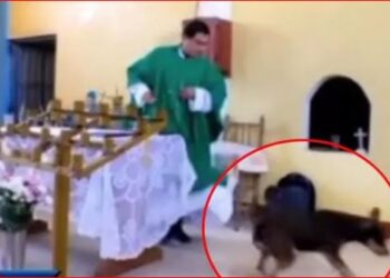 Skandal gjatë meshës / Prifti qëllon me shkelm qenin: Kisha nuk është han pa porta! (VIDEO)