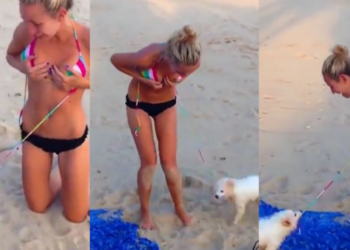 VIDEO/ Qeni i tërheq rrobat e banjos dhe e “zhvesh” në mes të plazhit topless, pushuesja vihet në siklet