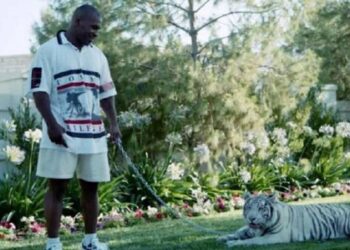 Arsyeja e rrezikshme pse Mike Tyson humbi kujdestarinë mbi njërin nga tigrat e tij