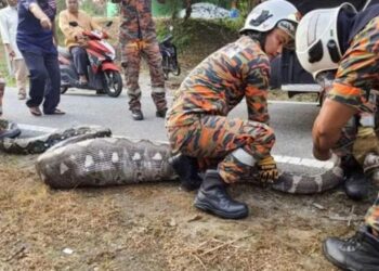 FOTO / I zoti nuk po e gjente dot, dhia përfundon në barkun e pitonit gjigand
