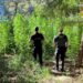 Zbulohet plantacioni me kanabis në Spanjë, arrestohen disa shqiptarë e serbë