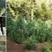 Ferma e kanabisit në malin e Olimpit bën bujë, mediat greke: Mafiozët shqiptarë janë ata që…