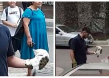 Ngjarje epokale në Tiranë / Zjarrfikësit shpëtojnë macen e ngecur në pemë. Shikoni videon!