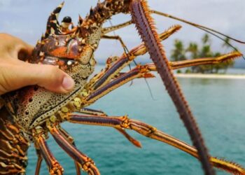 Njerëzit mund të bëhen “të pavdekshëm” falë zbulimit të ri të karavidheve