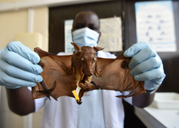 Virusi i ri i lakuriqëve rusë mund të infektojë njerëzit dhe t’i rezistojë vaksinave kundër Covid