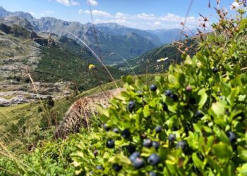 Shkoi të mblidhte boronica në bjeshkë, por nuk u kthye më/ Familja në kërkim të djalit 23-vjeçar