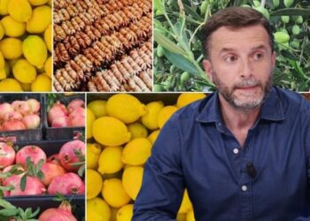 ‘Të vjelat plot’/ Braçe: Fermerët s’dinë ku të çojnë prodhimin, këtu nis grabitja e tregtarëve