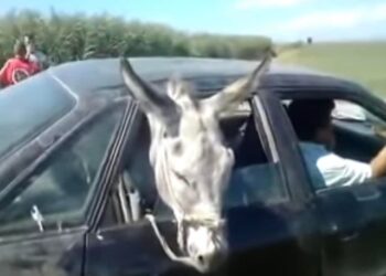 A mund të ketë një tjetër vend më të çuditshëm se Shqipëria?!