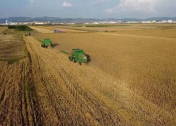 30 mijë lekë për çdo hektar grurë, nis sot aplikimi për fermerët shqiptarë