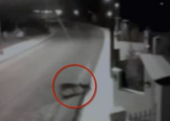 Ujqërit zbresin në zonat e banuara, shqyejnë 8 qen