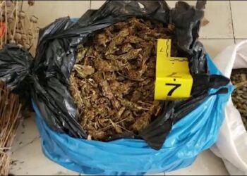 Sekuestrohen arsenal armësh në Cërrik, bashkë me 75 bimë të thata të dyshuara opium