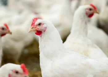 48 milionë zogj të asgjësuar, shpërthimi rekord i gripit të shpendëve në Evropë