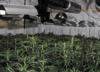 Përfshirja e shqiptarëve në trafik droge dhe emigracion, i ka kushtuar 1.2 mln paund qeverisë angleze
