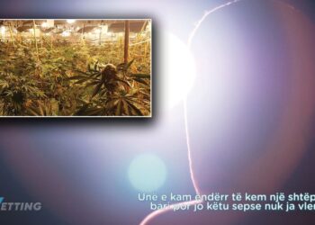 Brezi i “kanabisit”/ Ëndrra e të riut: Dua të kem një ‘shtëpi bari’… sot i kam pirë nja 2-3 teke