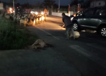 VIDEO/ E rëndë në Cërrik: Makina merr para tufën me bagëti, dhjetëra dele të ngordhura bllokojnë rrugën
