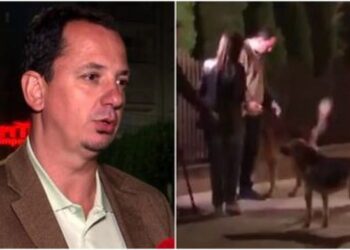 VIDEO/ Deputeti shqiptar sulmohet nga qentë e rrugës gjatë një interviste live: Pa rreziqe, ishte një e papritur