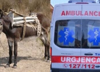 E pazakontë në Shqipëri/ ‘Tërbohet’ gomari dhe kafshon një grua, 50-vjeçarja përfundon rëndë në spitalin e Traumës