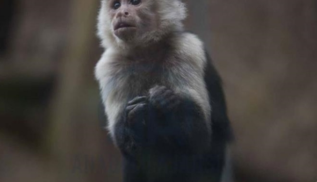 Studimi më i fundit 'shton frikën': Ky virus i majmunëve kërcënon njerëzit!