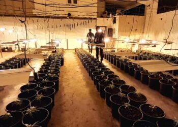 E kishte kthyer magazinën në plantacion kanabisi, 37-vjeçari shqiptar bie në pranga