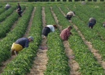 Mungesë e theksuar punëtorësh: Pse shqiptarët po ikin dhe nga Greqia?