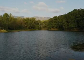 Veliaj bën bilancin: Në këto 7 vite kemi 550 mijë pemë më shumë
