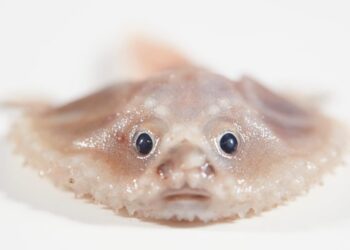 FOTO / Nuk janë alienë! Këto krijesa sapo janë zbuluar në planetin tonë