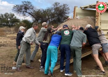 Më shumë hapësirë ​​për rinocerontët jetimë!  Friend of the Earth dhe The Rhino Orphanage bashkohen për të zgjeruar tokën e habitatit