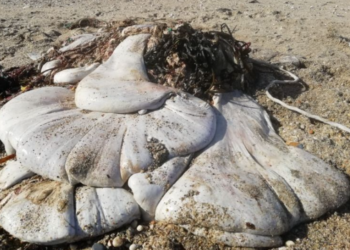 Një “krijesë” e madhe pa fytyrë gjendet në breg det, i lë ekspertët të hutuar