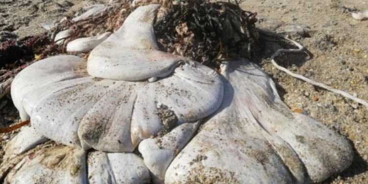 Një “krijesë” e madhe pa fytyrë gjendet në breg det, i lë ekspertët të hutuar