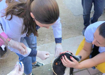 A u helmuan qentë te Liqeni? AMK e APR: Dënojmë ashpër ngjarjen e rëndë, i jemi drejtuar policisë për të hetuar situatën