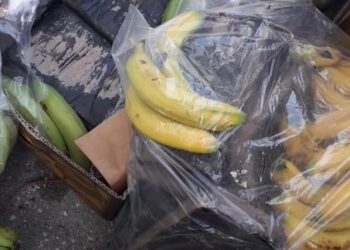 Detaje të reja/ Nga Ekuadori, në Panama e Itali: Si u shpëtoi kontrolleve droga që u kap në portin e Durrësi