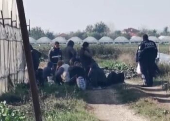 VIDEO/ Sera me drogë në Berat, 50 gra të shoqëruara në polici