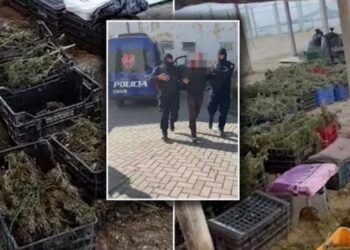 ‘U detyruam për shkak të gjendjes ekonomike’! Flasin të arrestuarit e fermës së kanabisit në Berat