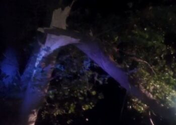 Era e fortë rrëzon disa pemë në Vlorë, probleme dhe në Durrës dhe Kukës nga reshjet e dendura