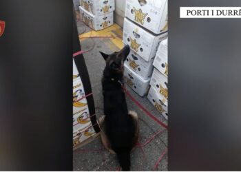 VIDEO/ Publikohen pamjet nga operacioni antidrogë në Portin e Durrësit, shoqërohen 8 persona. 31 pako në 2 arka bananesh të ‘BanaKing’