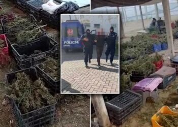 Sera me kanabis u “hëngri” kokën/ Rrumbullaku shkarkon drejtorin e Policisë së Beratit, kush e zëvendëson! Përjashtohen dhe 7 efektivë