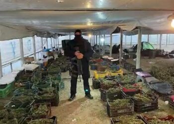 870 kg kanabis në serat e Dronovicës, Apeli i Vlorës lehtëson masën mbetet në burg vetëm pronari i serave dhe dy rojet