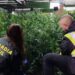 Zbulohet plantacioni i marijuanës, arrestohet çifti shqiptar në Spanjë