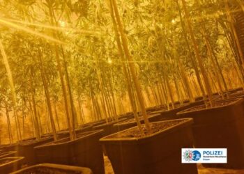 Arrestohet një 25-vjeçar shqiptar në Gjermani, era e dyshimtë i zbuloi plantacionin e fshehur të kanabisit