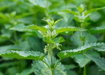 Gjendet në masë në Shqipëri/ Specialisti tregon bimën që shëron reumatizmën