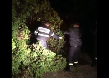 Reshje të dendura në Sarandë/ Era e fortë rrëzon disa pemë, bllokohet përkohësisht rruga