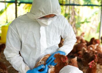 Gripi i shpendëve ‘godet’ Evropën, mbi 50 milionë zogj janë therur në 37 vende