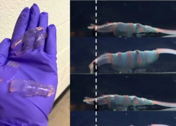 Shpiken ‘krimba’ robotikë prej xheli që mund të kurojnë sëmundjet