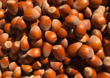 Fermerët i rikthehen mbjelljes së lajthisë, Shqipëria ka rreth 50 000 rrënjë të kultivuara në shkallë vendi