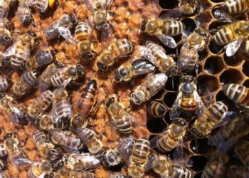 U përpoq të fliste me bletët pasi mendonte se ishin rimishërimi i paraardhësve të tij, 58-vjeçari gjen vdekjen