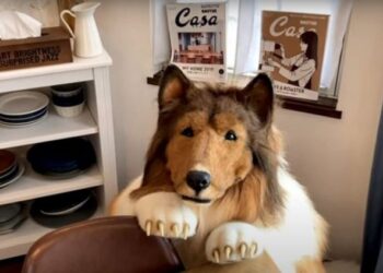 Shpenzoi 12.480 Paund për t’u veshur si qen, japonezi: Miqtë mendojnë se jam i çuditshëm